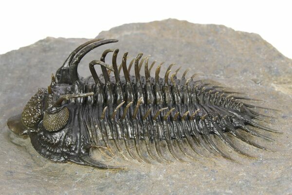 A super spiny Comura bultyncki trilobite from Morocco covered in long spines.